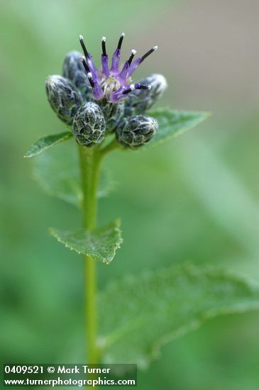 American Sawwort blossom & foliage