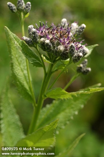 American Sawwort blossoms & foliage