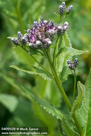 American Sawwort blossoms & foliage
