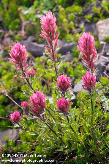 Olympic Indian Paintbrush