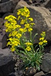 Cascade Wallflower