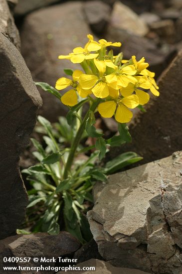Cascade Wallflower