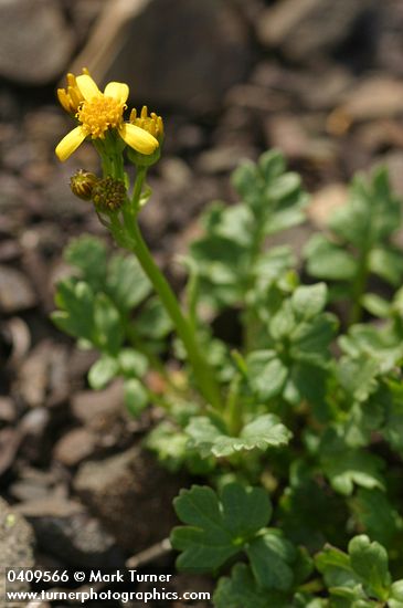 Flett's Groundsel