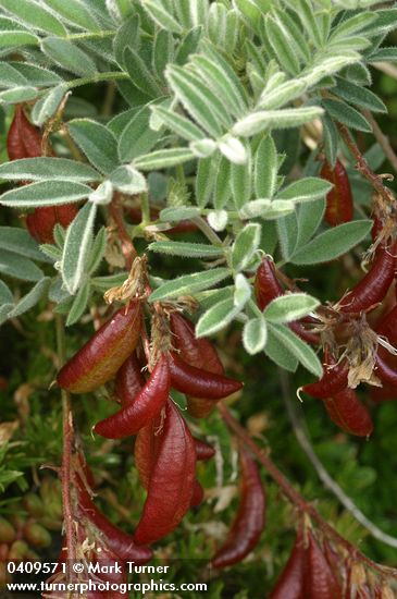 Olympic Mountain Milkvetch foliage & fruit