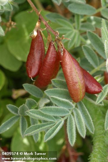 Olympic Mountain Milkvetch foliage & fruit detail