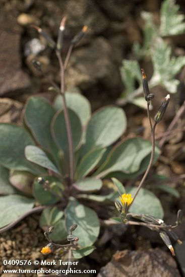 Dwarf Hawksbeard