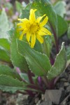 Olympic Mountain Groundsel