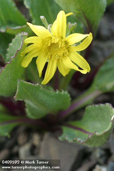 Olympic Mountain Groundsel