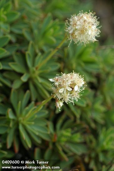 Olympic Rockmat blossoms & foliage detail