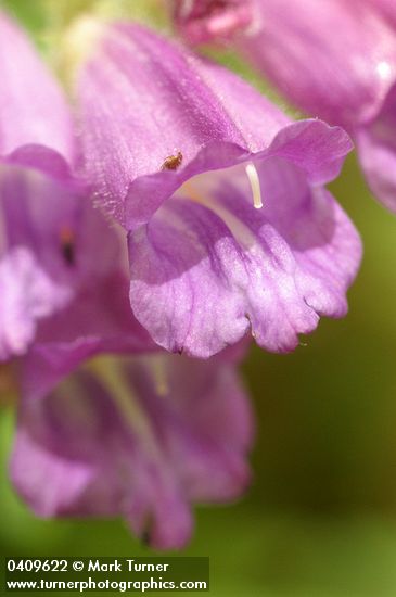 Woodland Penstemon blossoms extreme detail