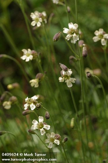 Douglas's Catchfly