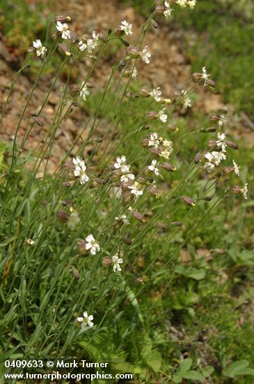Douglas's Catchfly