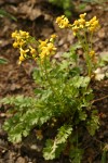 Flett's Groundsel
