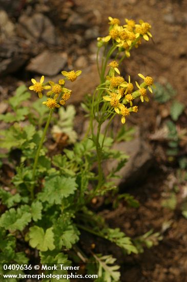 Flett's Groundsel