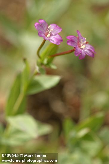 Oregon Willowherb blossoms & foliage detail