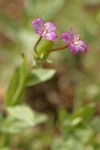 Oregon Willowherb blossoms & foliage detail