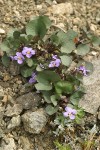Olympic Violet (Flett's Violet)