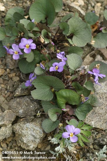 Olympic Violet (Flett's Violet)