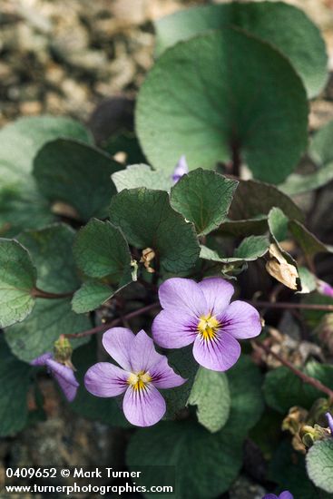 Olympic Violet (Flett's Violet) blossoms & foliage
