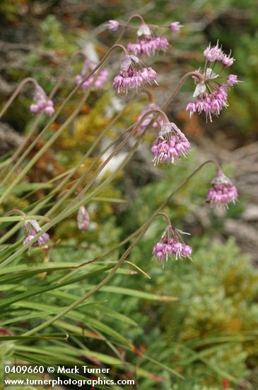 Nodding Onions