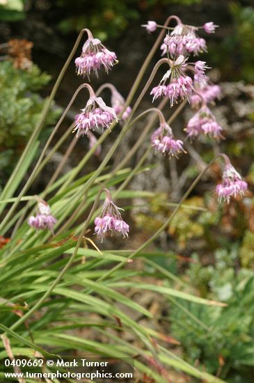 Nodding Onions