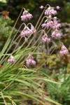 Nodding Onions