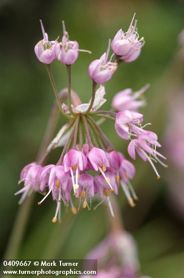 Nodding Onion blossoms detail