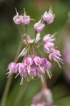Nodding Onion blossoms detail