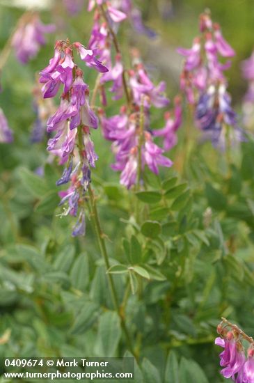 Western Sweetvetch
