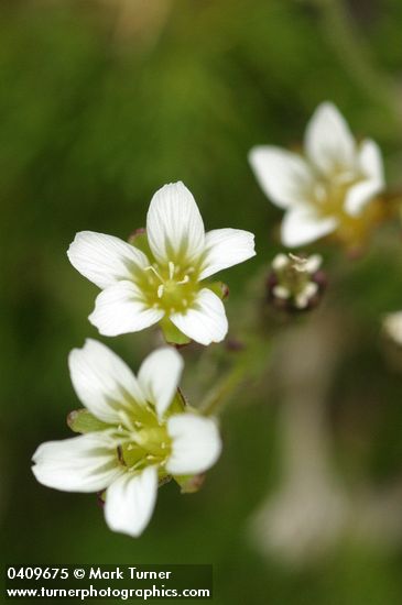 Alpine sandwort  blossoms detail