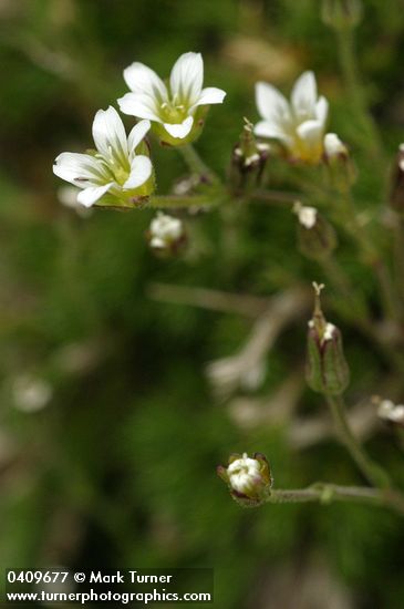 Alpine sandwort  blossoms