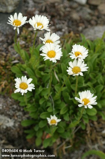 Olympic Mountain Fleabane