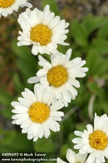 Olympic Mountain Fleabane blossoms detail