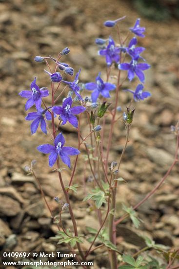 Rockslide Delphinium blossoms