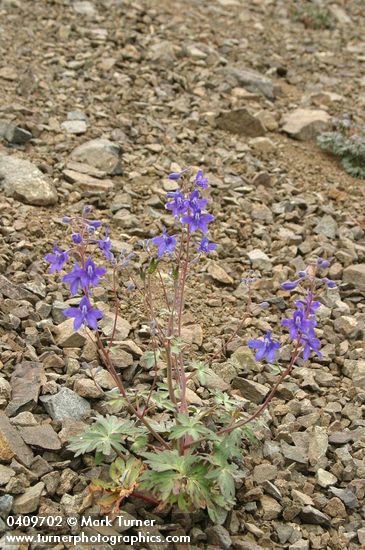 Rockslide Delphinium