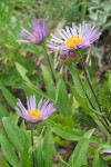 Leafy Aster