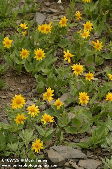 Soft Arnica