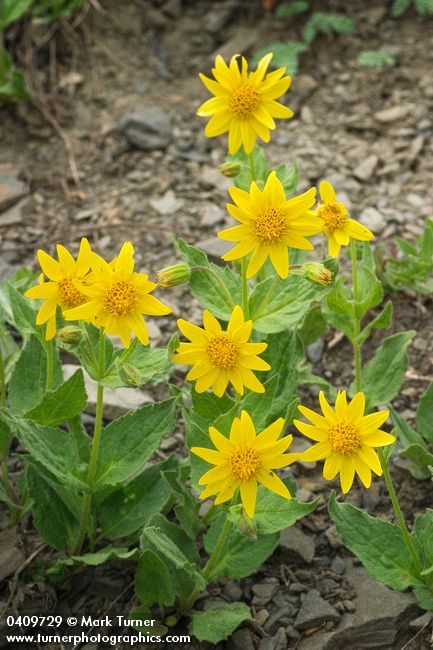 Soft Arnica
