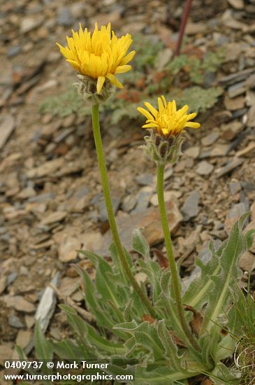 Smooth Mountain Dandelion