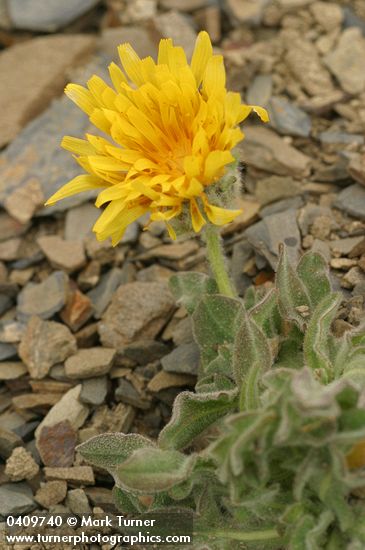 Smooth Mountain Dandelion