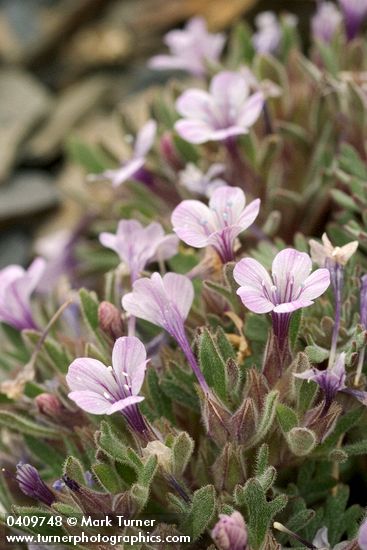 Alpine Collomia blossoms & foliage detail