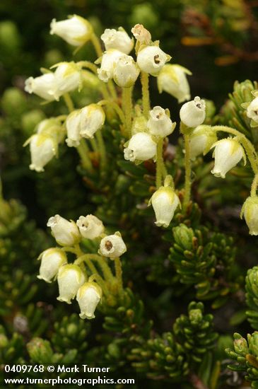 Yellow Heather blossoms & foliage detail
