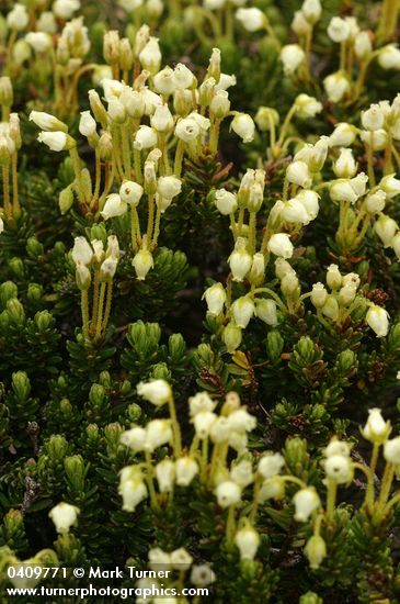 Yellow Heather blossoms & foliage