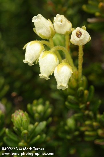 Yellow Heather blossoms & foliage detail