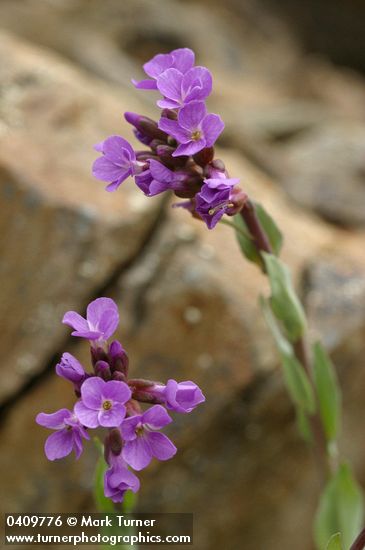 Lyall's Rockcress blossoms