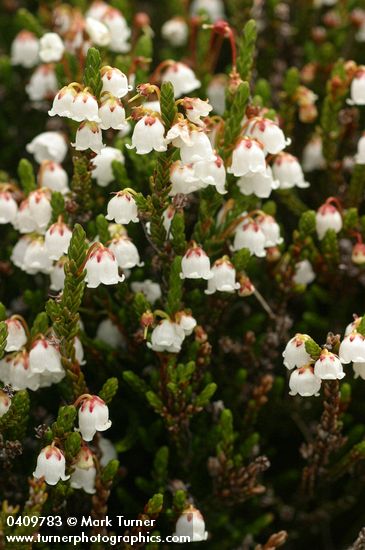 White Heather blossoms & foliage