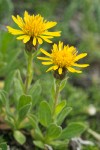 Lyall's Goldenweed