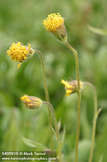 Nodding Arnica blossoms