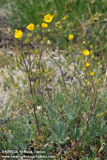 Mountain Meadow Cinquefoil