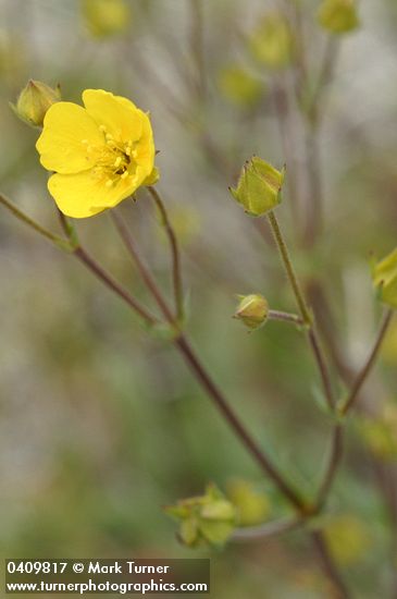 Mountain Meadow Cinquefoil blossom